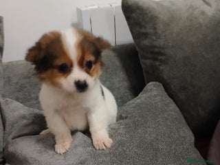 Jackapoo dogs 3 beautiful jackpoo 🐶 - Advert 5