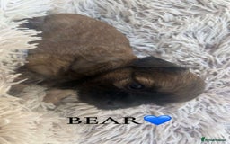 Yorkshire Terrier dogs for sale: Beautiful Yorkshire terrier puppies - Image 1
