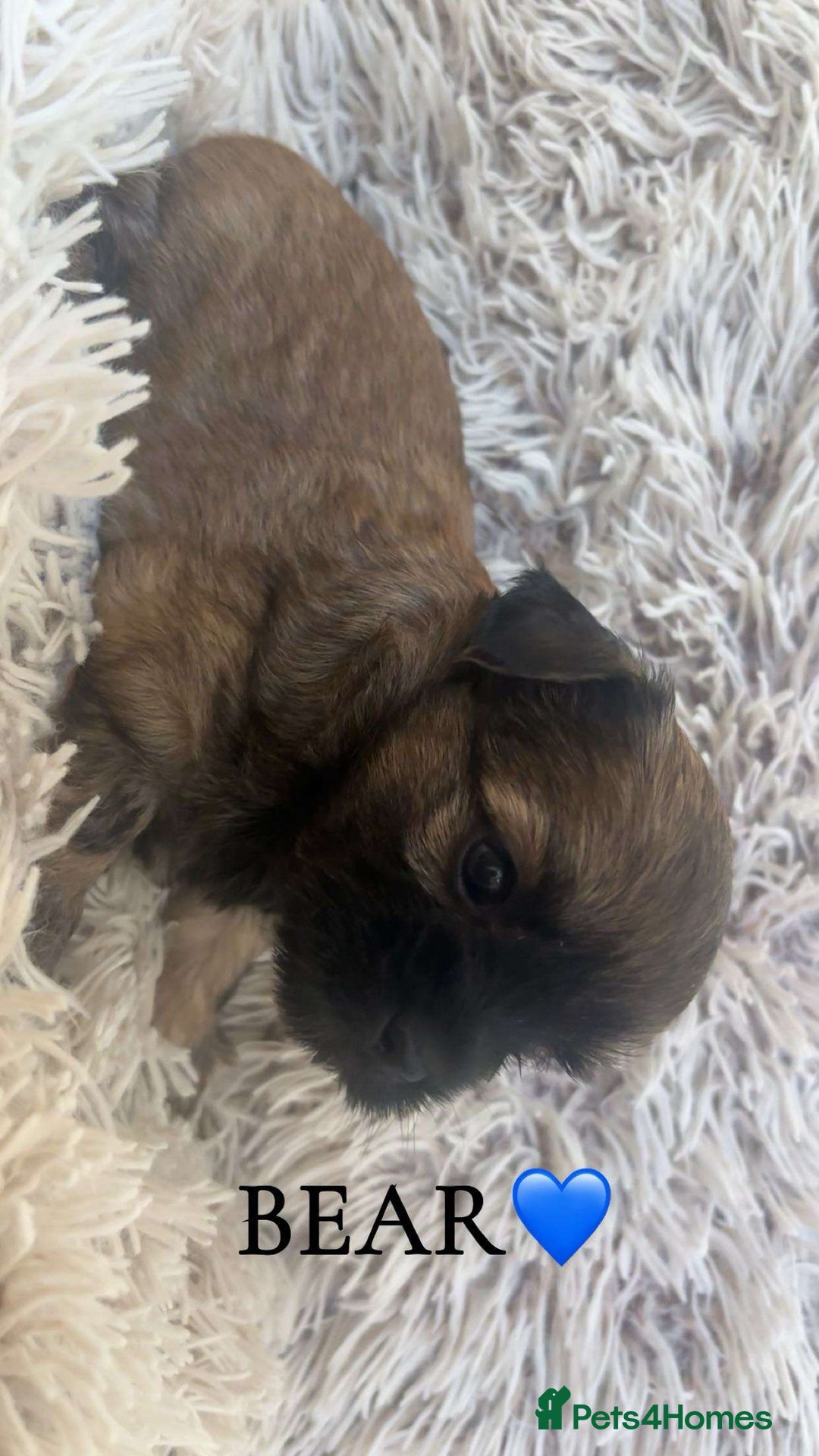 Yorkshire Terrier dogs for sale: Beautiful Yorkshire terrier puppies - Image 1
