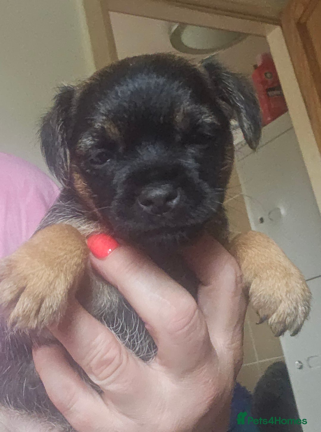 Border Terrier dogs for sale: The best border terriers - Image 10