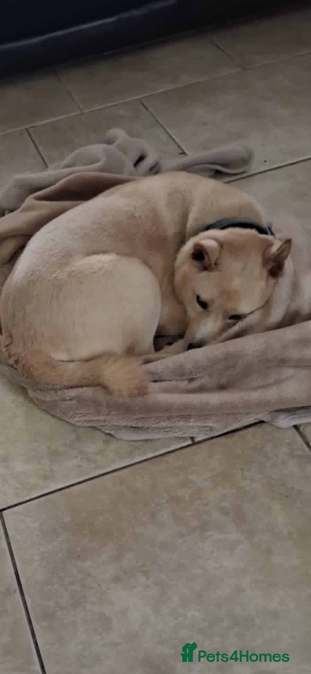 Japanese Shiba Inu dogs for adoption: Jimmy 3 year Shiba x kindest trade survivor  - Advert 4
