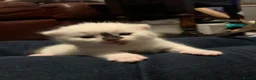 Mixed Breed cats for sale: Very cute spotty kittens for sale - Advert 20