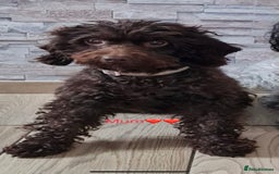 Cavapoo dogs for sale: Tri cavapoo puppy ready now  - Image 13