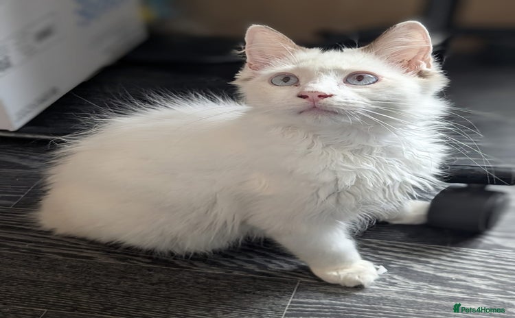 Ragdoll cats - Advert 11