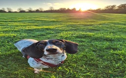 Miniature Dachshund dogs for sale: Miniature Dachsund  - Advert 5