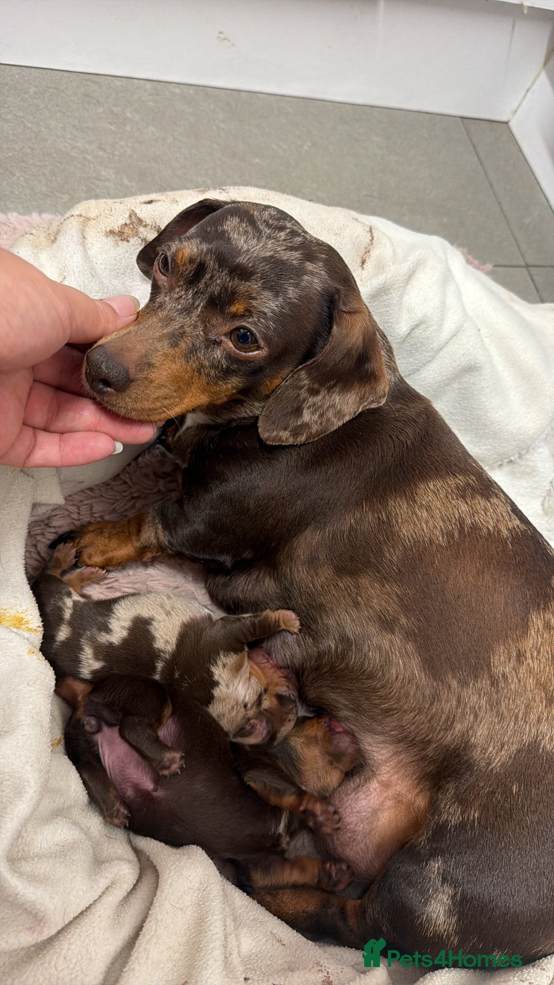 Miniature Dachshund dogs for sale: Miniature Dachshund  - Advert 9