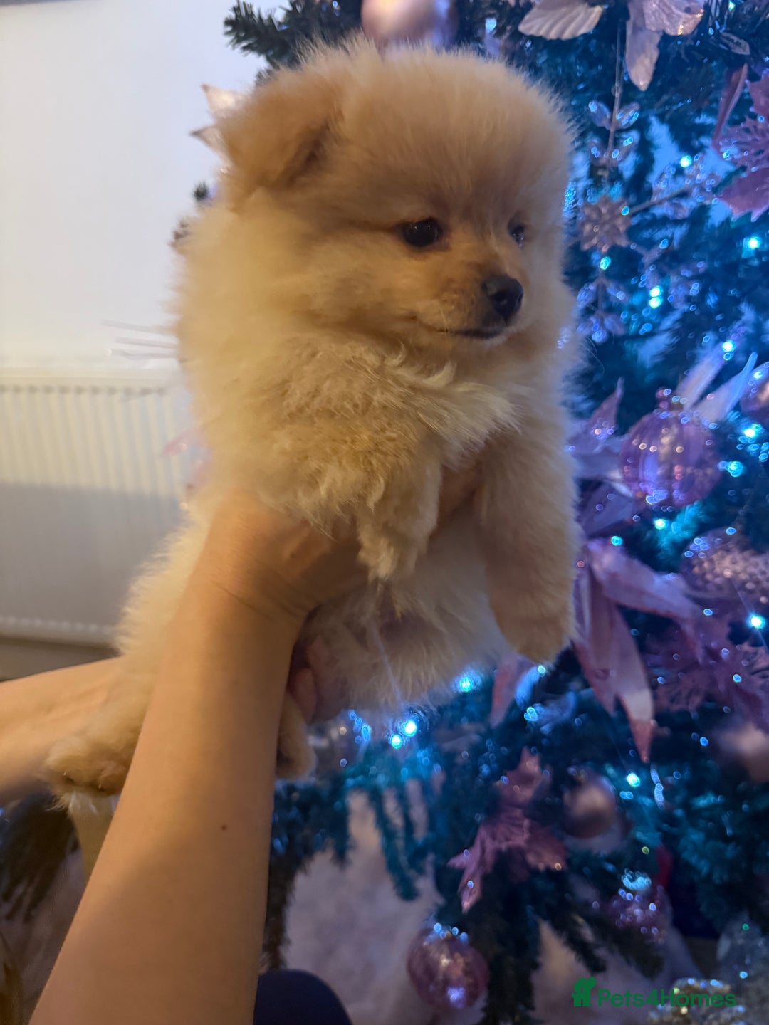 Pomeranian dogs for sale:  Pomeranian puppies  - Advert 8
