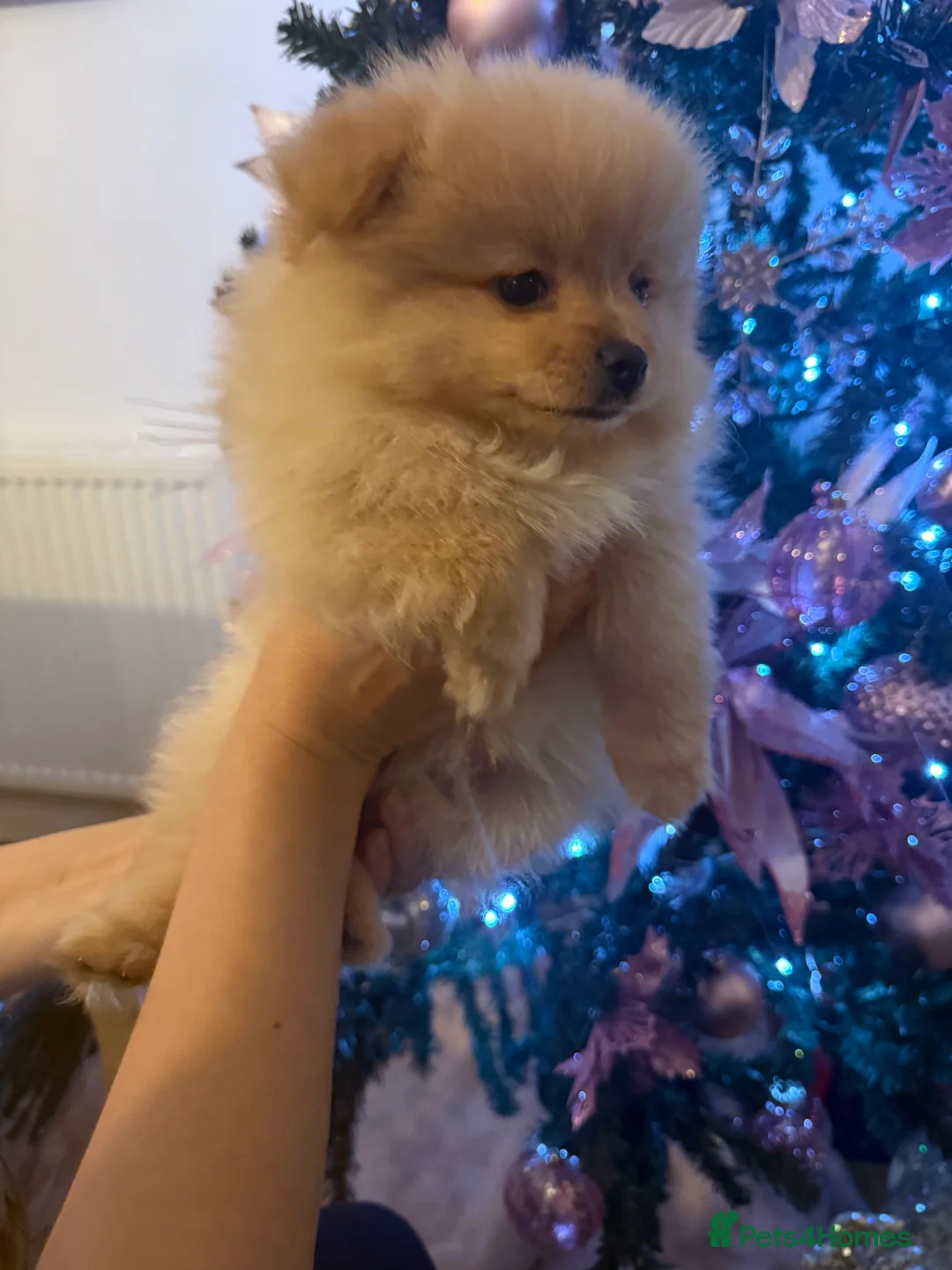 Pomeranian dogs for sale:  Pomeranian puppies  - Advert 8