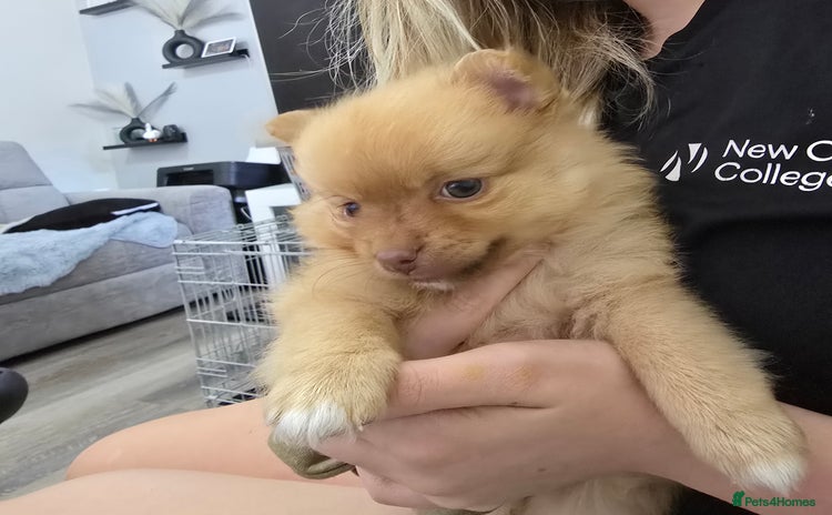 Pomeranian dogs in Rugby - Advert 2