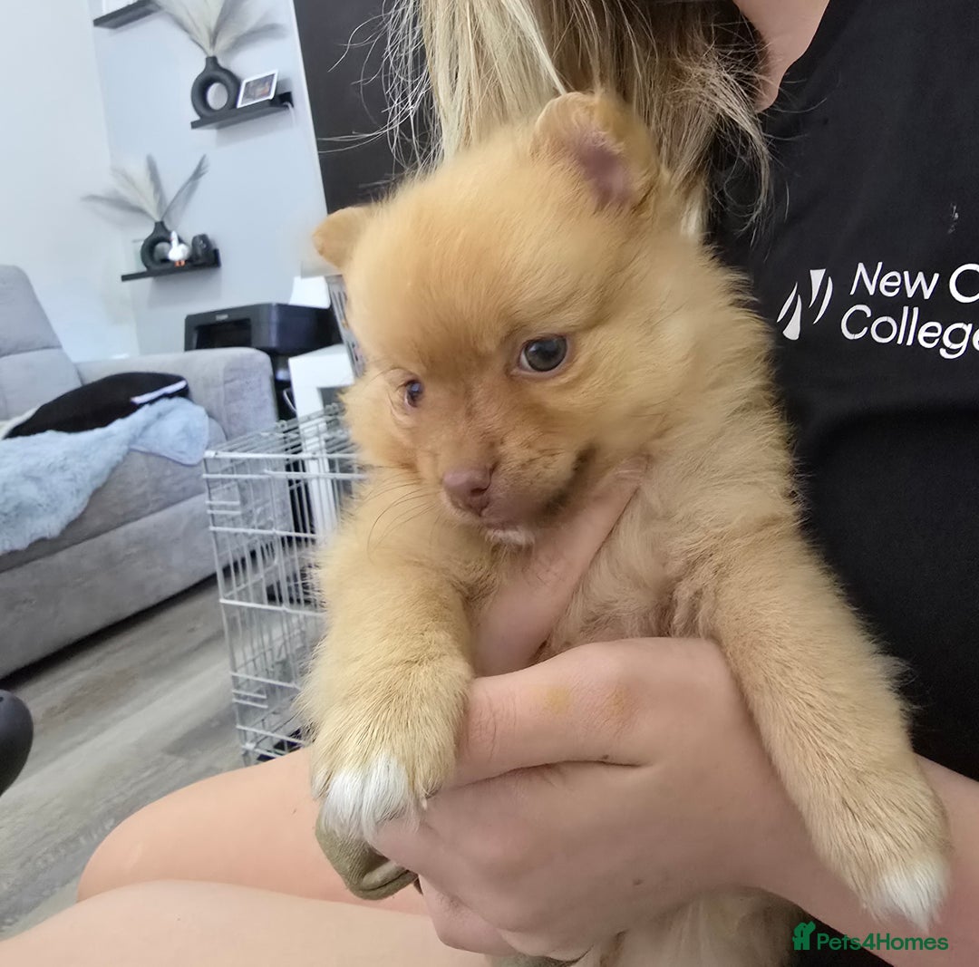 Pomeranian dogs for sale: Beautiful half Russian pomeranian puppy's in Rugby - Image 1