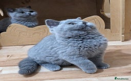 British Shorthair cats for sale: Amazing British shorthair blue kittens in Ware - Image 17
