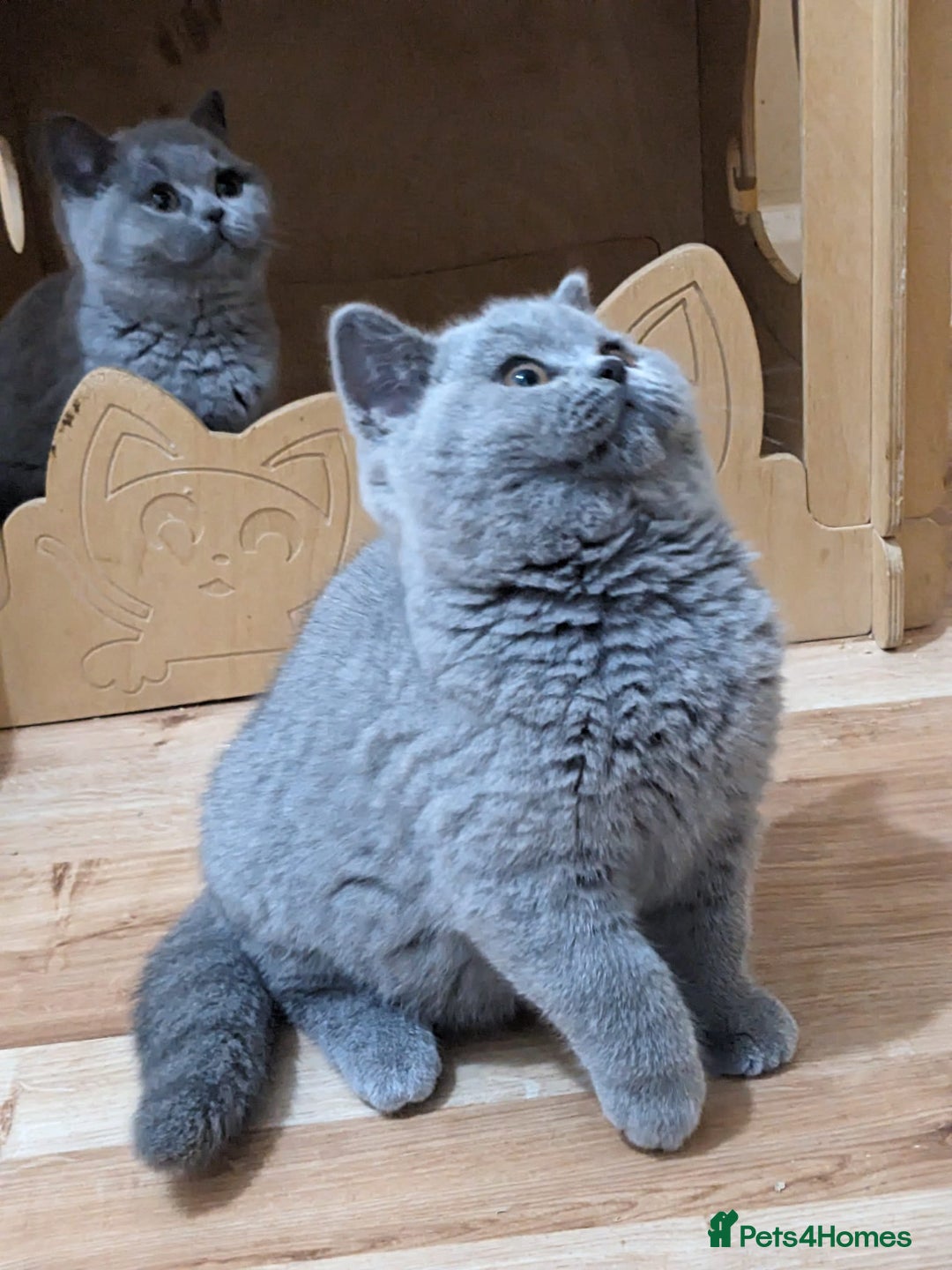 British Shorthair cats for sale: Amazing British shorthair blue kittens in Ware - Image 17