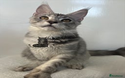 Maine Coon cats for sale: TICA Maine Coon male boy black smoke ready XXL cat - Advert 3