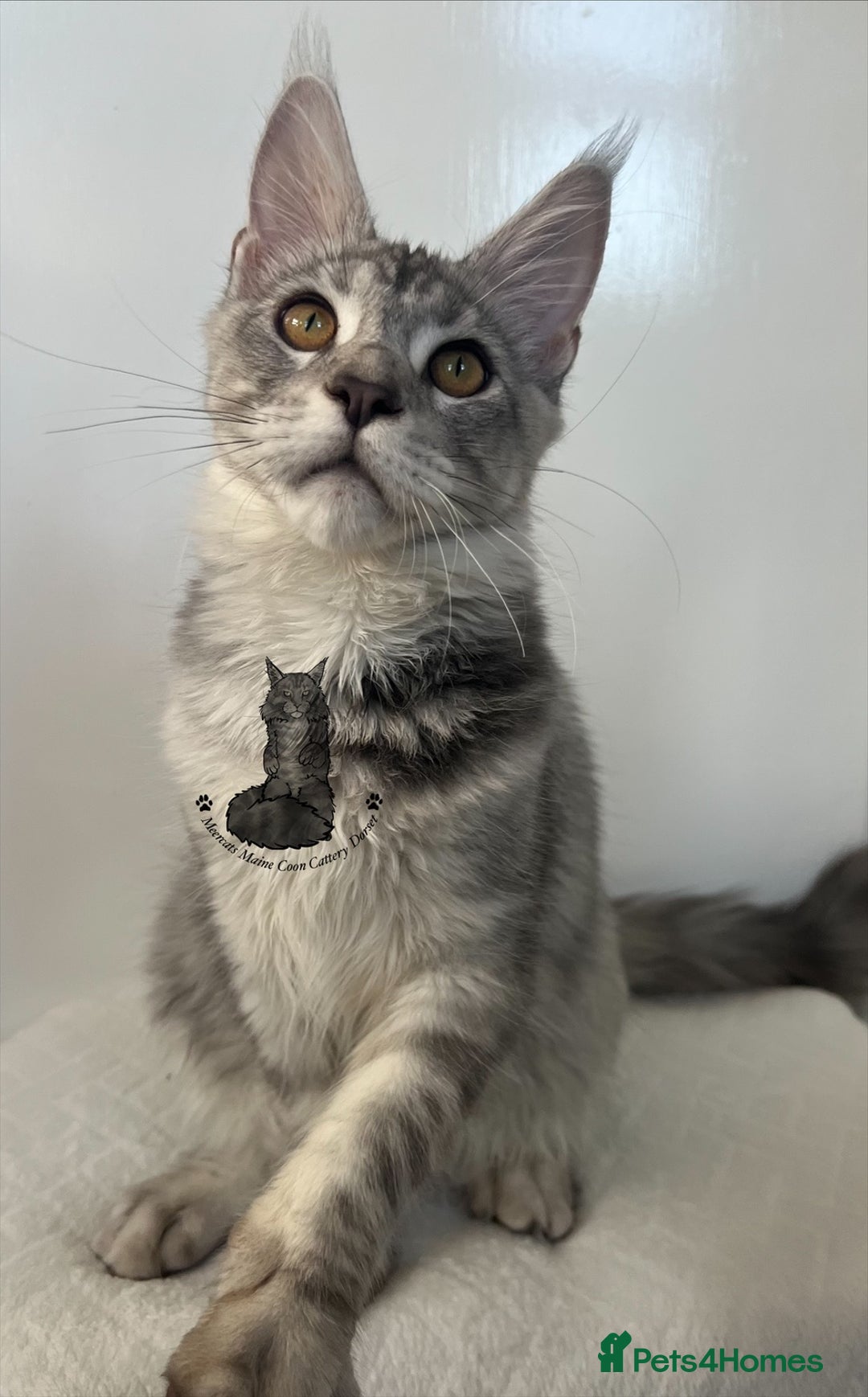 Maine Coon cats for sale: TICA Maine Coon male boy black smoke ready XXL cat - Advert 3