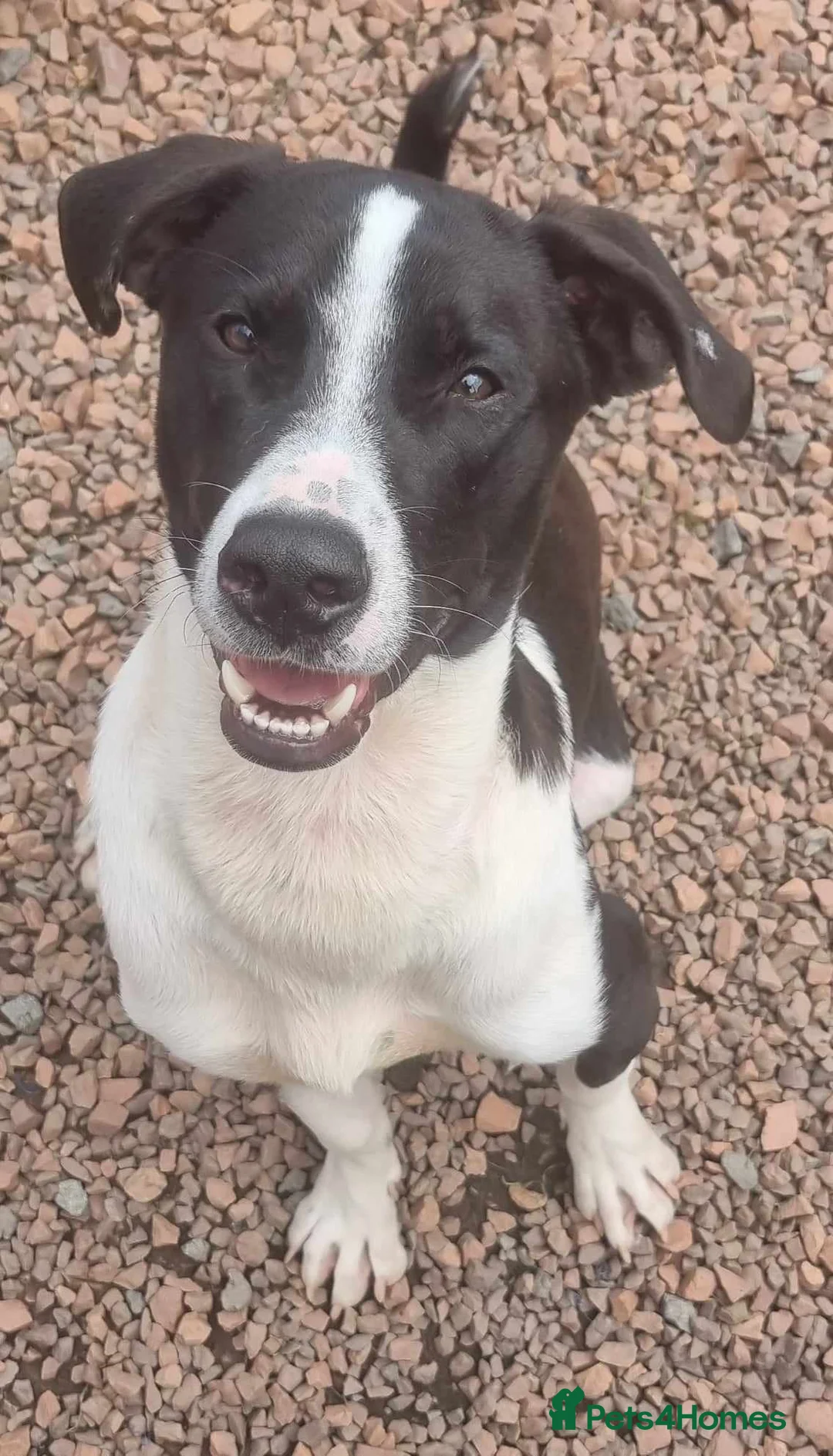 Mixed Breed dogs for adoption: Bentley - looking for a home of his own in Glasgow - Advert 6