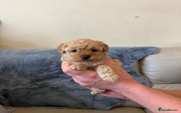 Shihpoo dogs for sale: beautiful shihpoo litter - Image 30