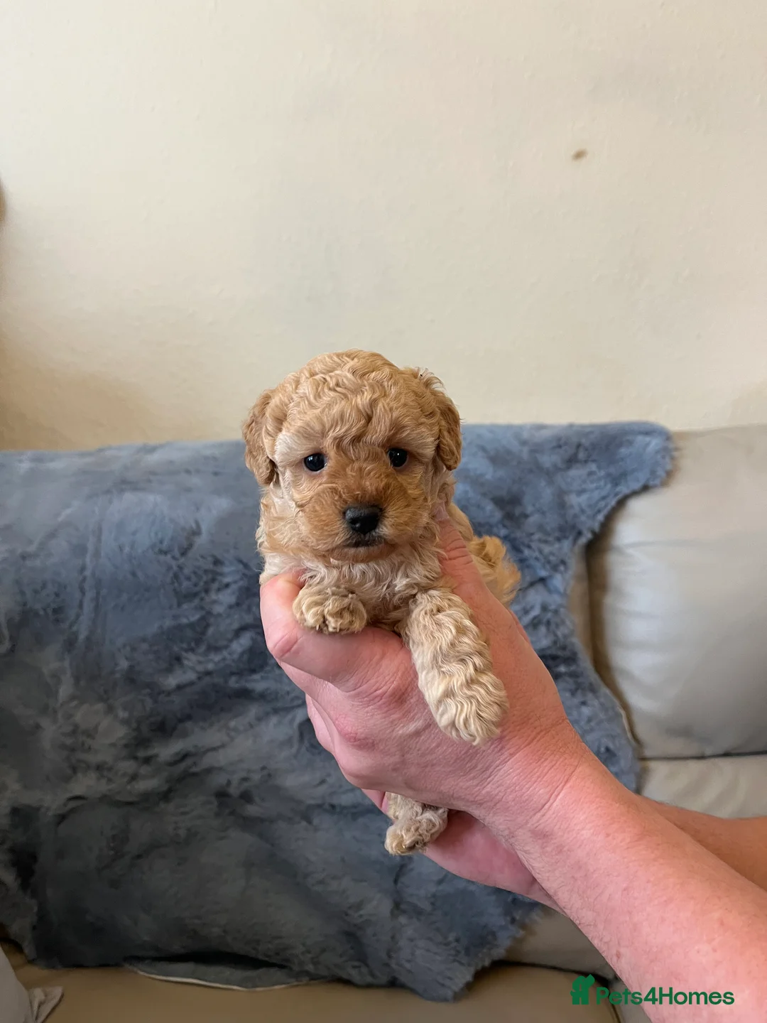 Shihpoo dogs for sale: 1 girl left shihpoo puppy fully vaccinated  - Advert 32