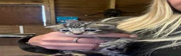 Mixed Breed cats for sale: 2 beautiful kittens  - Advert 3