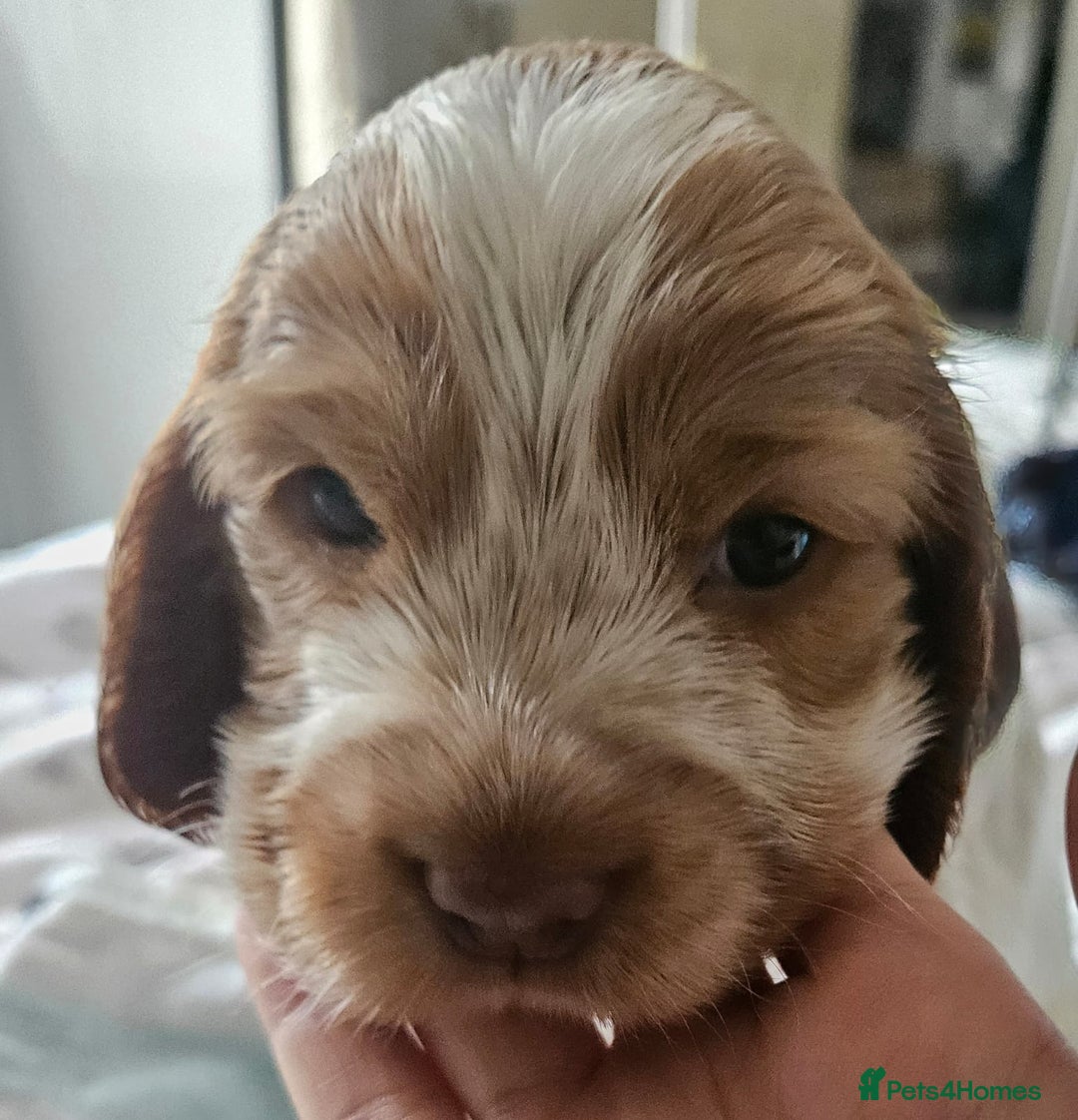 Cocker Spaniel dogs for sale: Show cocker spaniel  - Image 26