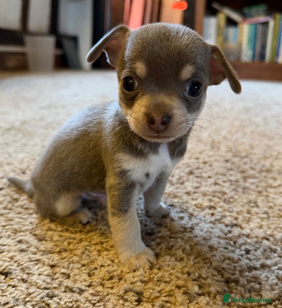 Chihuahua dogs for sale: Stunning Blue & Tan Male Chihuahua puppy - Advert 4