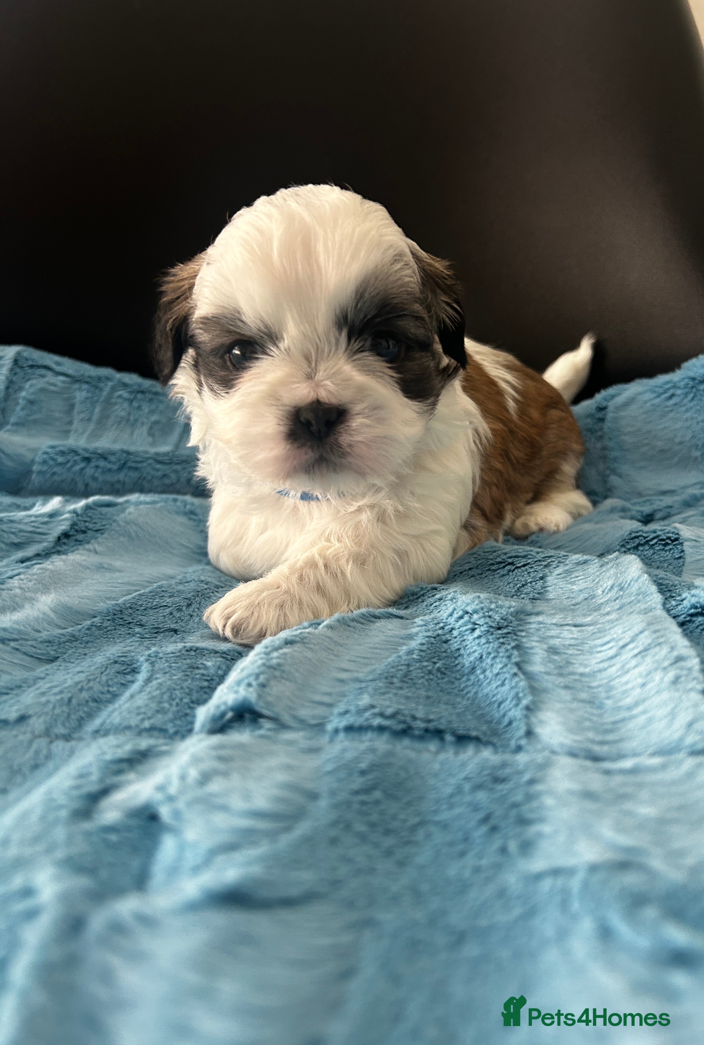 Shih Tzu dogs Shih Tzu  - Advert 7