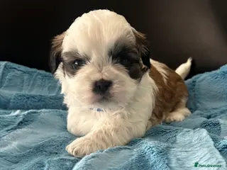 Shih Tzu dogs Shih Tzu - Advert 7
