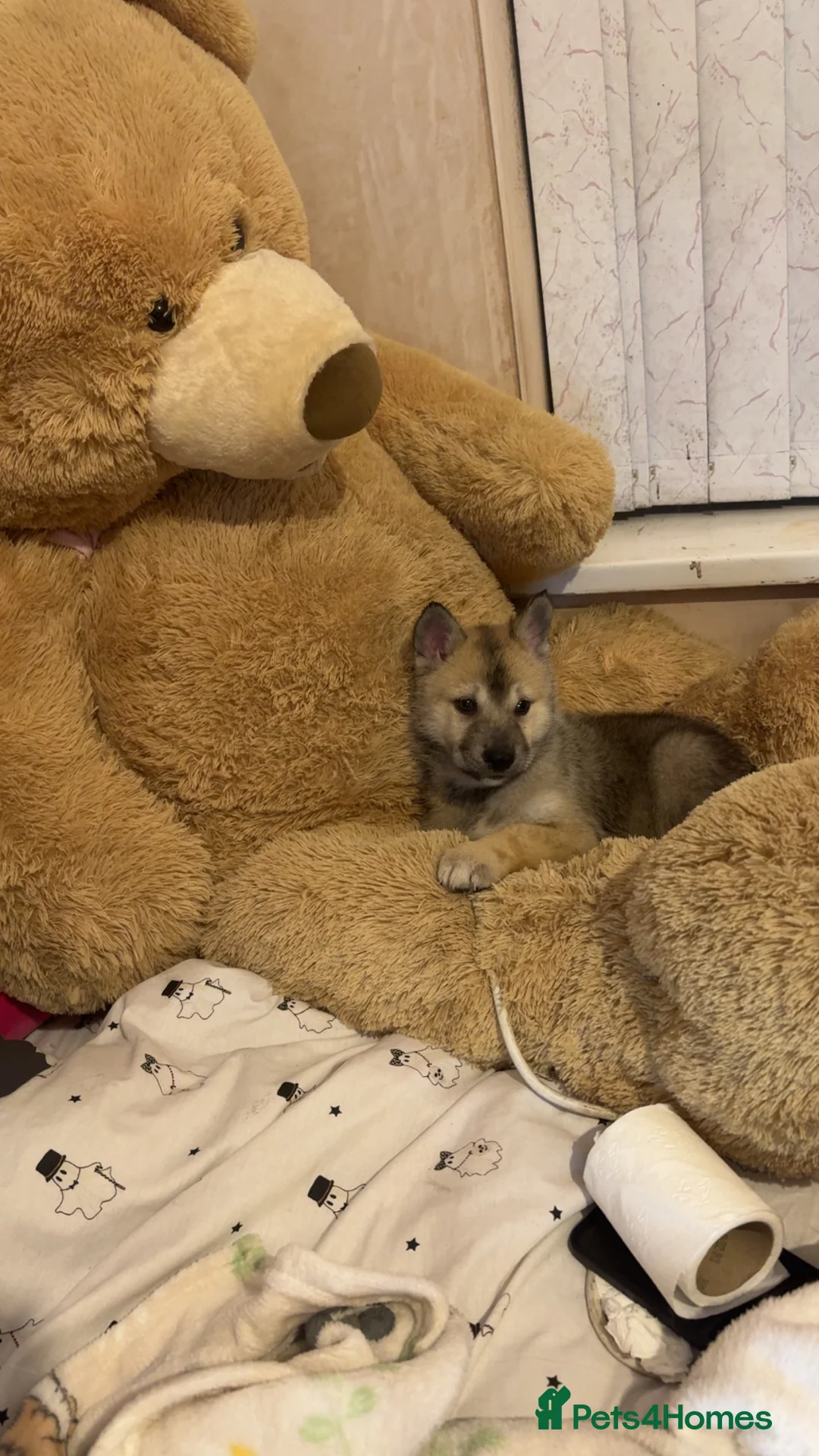 Siberian Husky dogs for sale: Siberian husky  - Advert 30