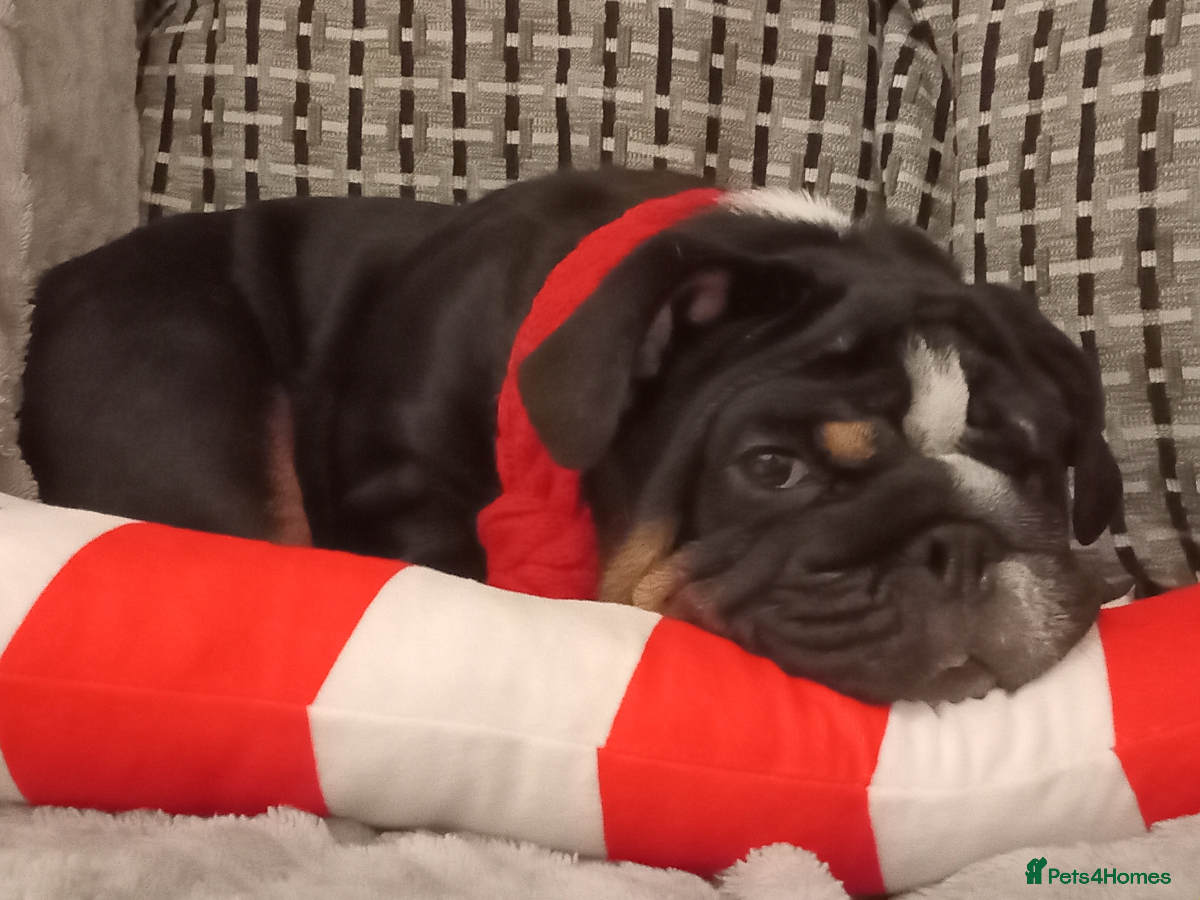 English Bulldog dogs HAPPY QUALITY PEDIGREE ENGLISH BULLDOG  - Advert 4