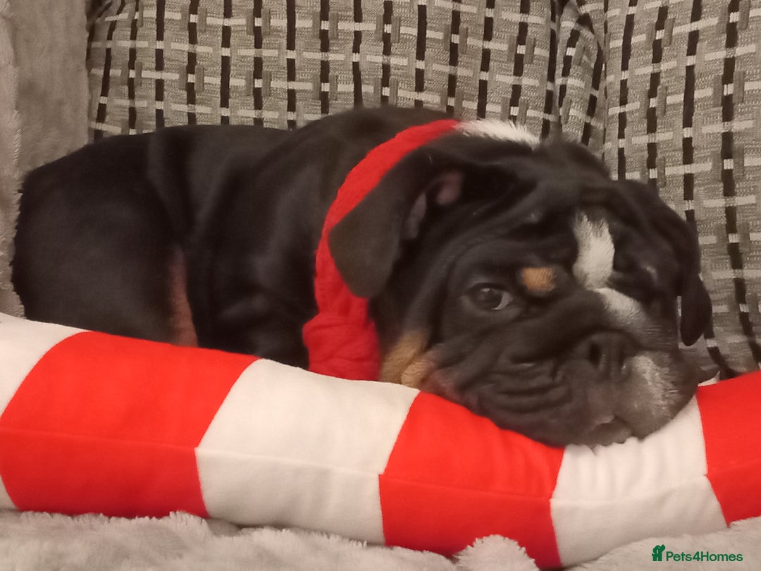 English Bulldog dogs for sale:  PEDIGREE MINI ENGLISH BULLDOG  - Advert 1