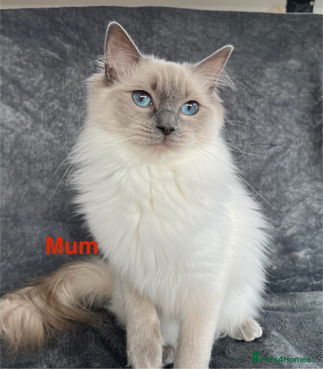 Ragdoll cats for sale: Ragdoll Kitten GCCF, ready now. - Image 19
