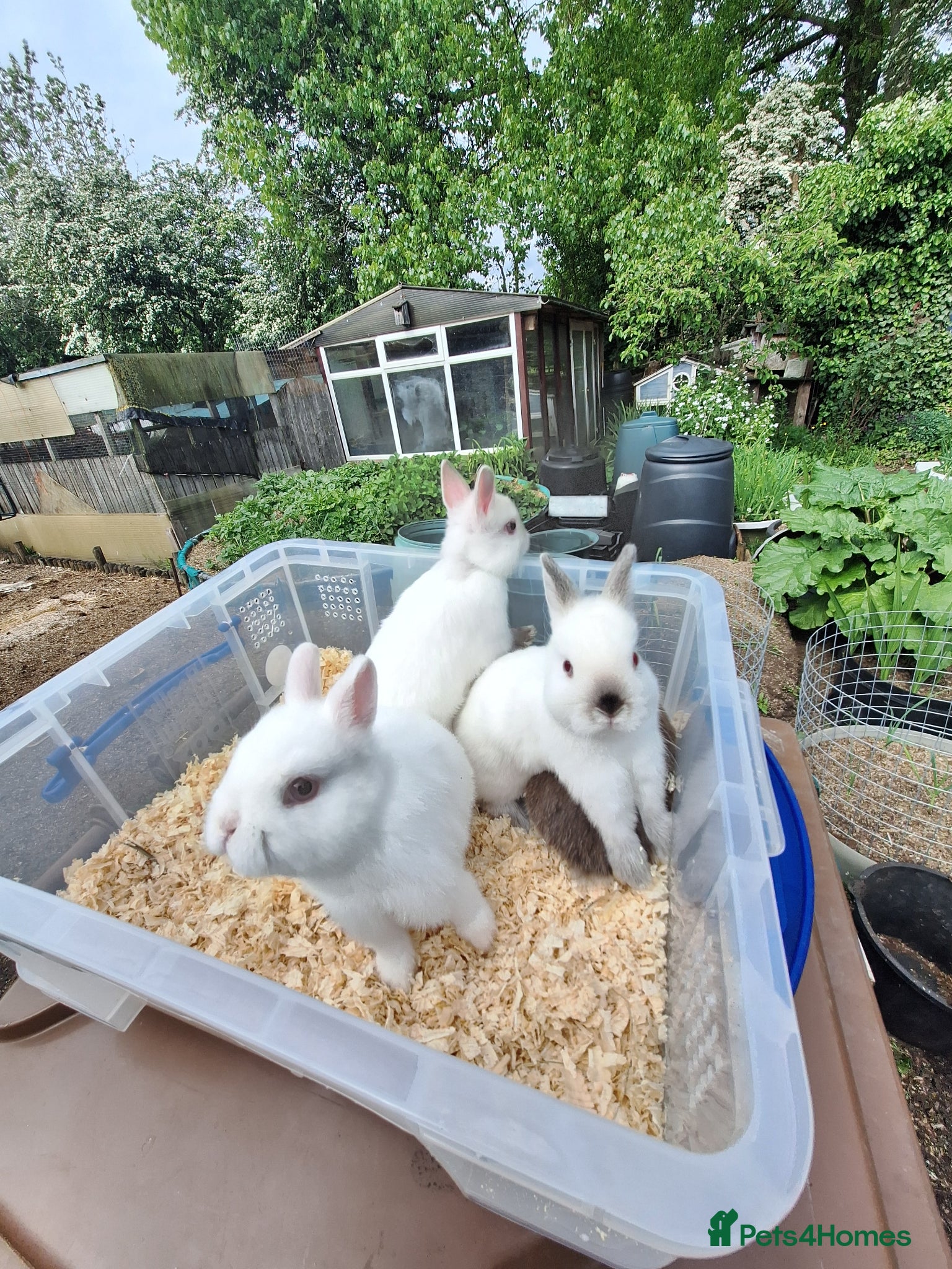 Netherland Dwarf rabbits 3 young Netherland dwarf rabbit for sale £50 each  - Advert 14