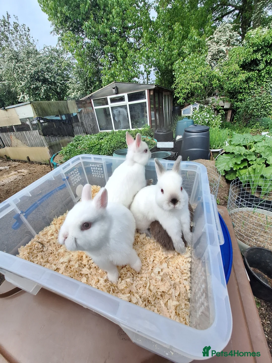 Netherland Dwarf rabbits for sale: 3 young Netherland dwarf rabbit for sale £50 each  - Advert 1