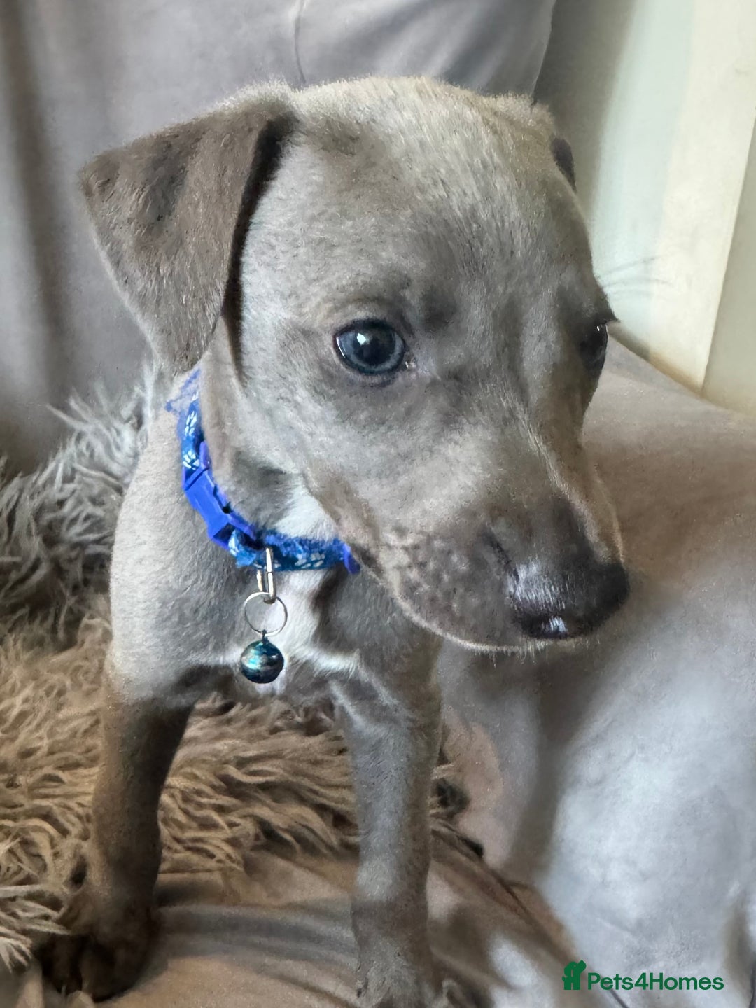 Whippet dogs for sale: Beautiful KC Reg Blue Whippet puppies - Image 29