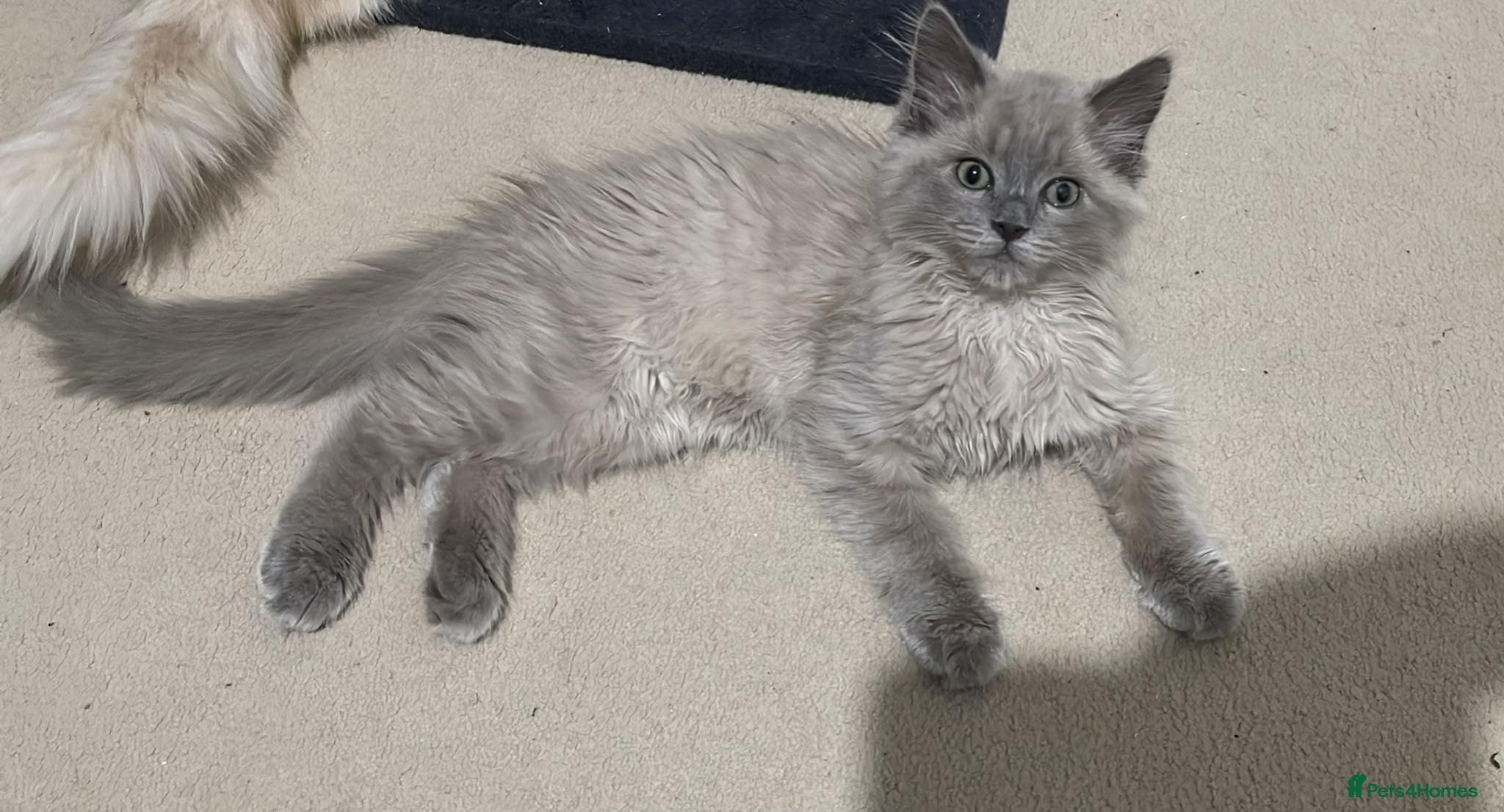 Ragdoll cats Stunning RARE ragdolls available (plus Persian) - Advert 2