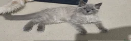 Ragdoll cats for sale: Stunning RARE ragdolls available (plus Persian) - Advert 1