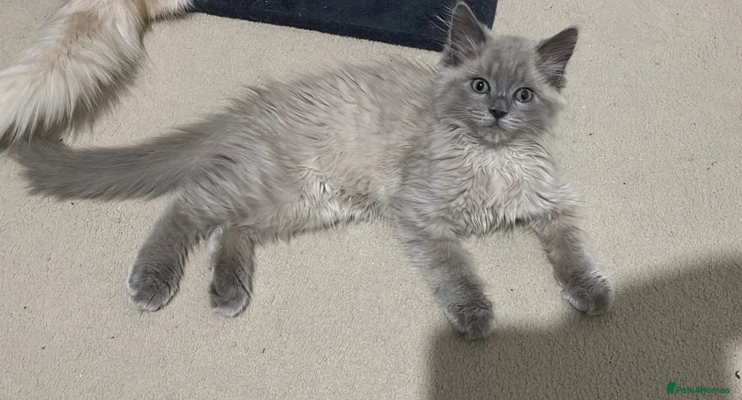 Ragdoll cats for sale: Stunning RARE ragdolls available (plus Persian) - Advert 1