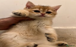 British Shorthair cats for sale: Only two boys left ready to go ❤️ - Image 15