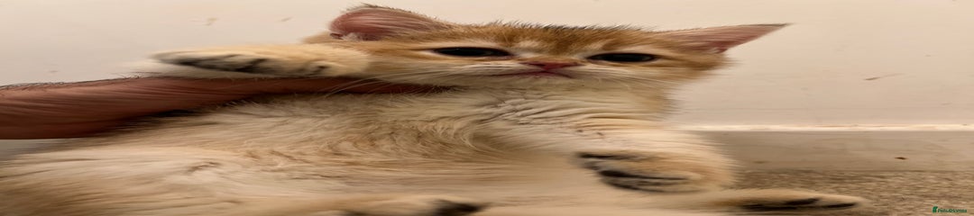 British Shorthair Kitten 1