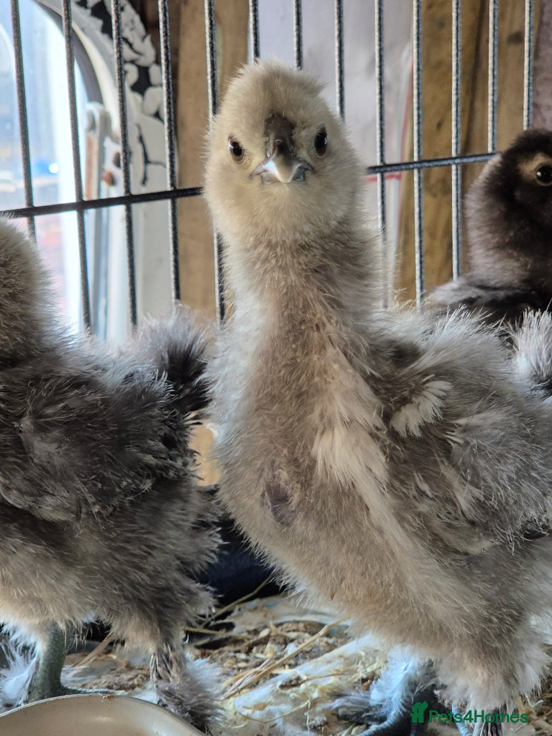 Chickens poultry for sale: Unsexed silkie chicks - Image 4