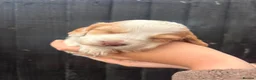 Cocker Spaniel dogs for sale:  Stunning KC registered working cocker pups - Advert 2
