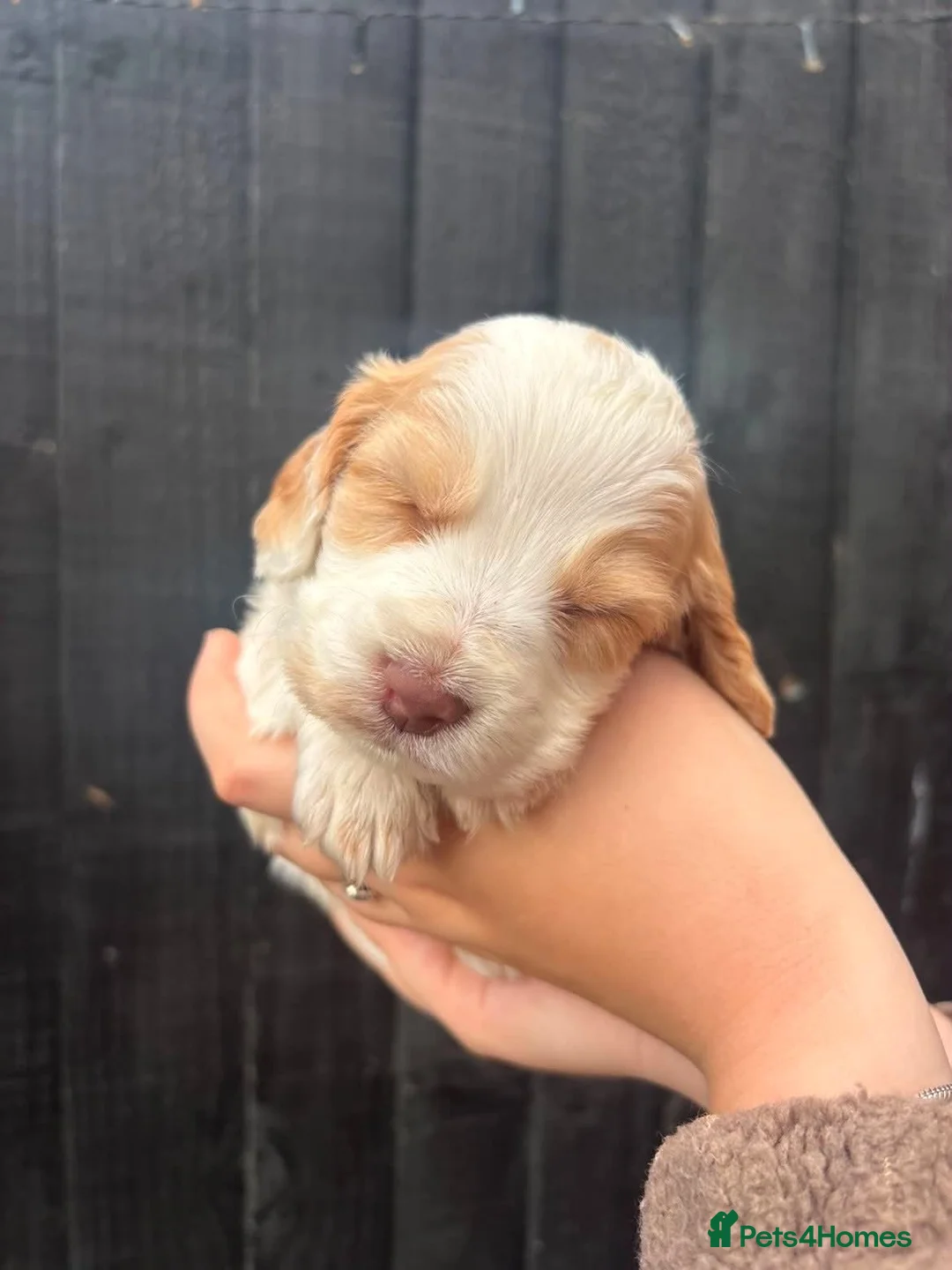 Cocker Spaniel dogs for sale:  Stunning KC registered working cocker pups - Advert 2