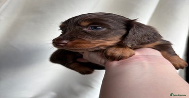 Miniature Dachshund dogs - Advert 12