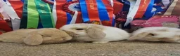 Mini Lop rabbits for sale: Gorgeous mini lops babies - Advert 3