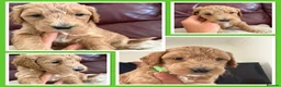 Mini Goldendoodle dogs for sale: MINI GOLDENDOODLE - Advert 7