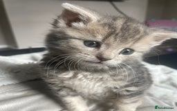 Mixed Breed cats for sale: Beautiful grey tabby  - Image 4