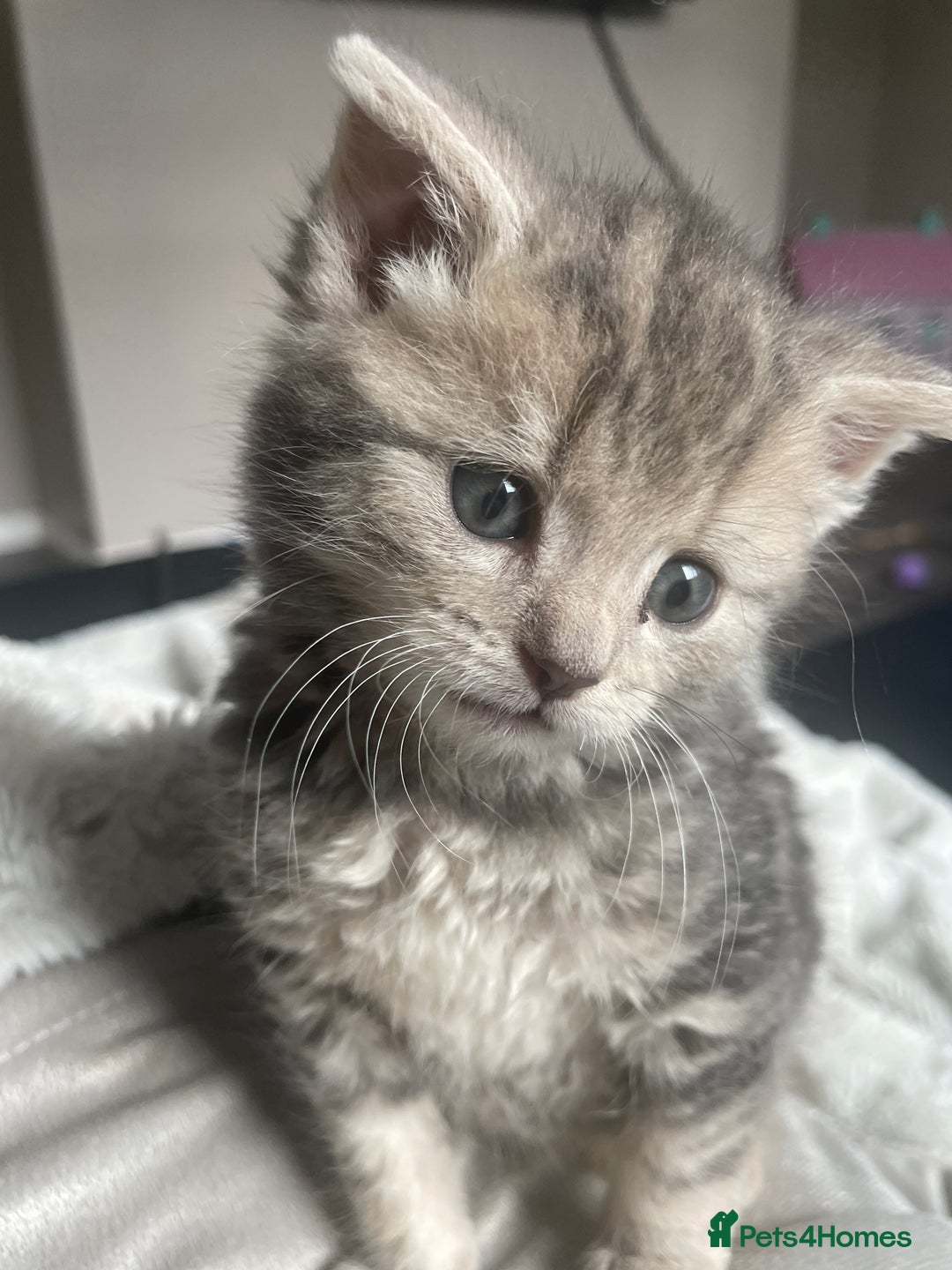 Mixed Breed cats for sale: Beautiful grey tabby  - Image 4