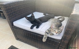 Mixed Breed cats for sale: Two girls and one boy kitten available - Image 3