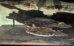 Turtle reptiles for sale: 2 Musk Turtles and 40 gallon tank set up - Image 12