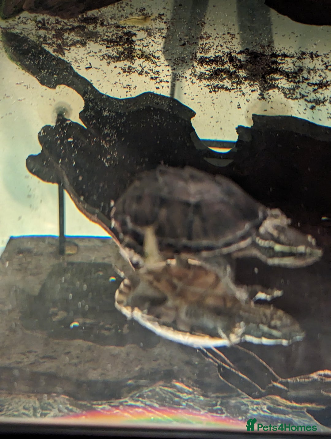 Turtle reptiles for sale: 2 Musk Turtles and 40 gallon tank set up - Image 12