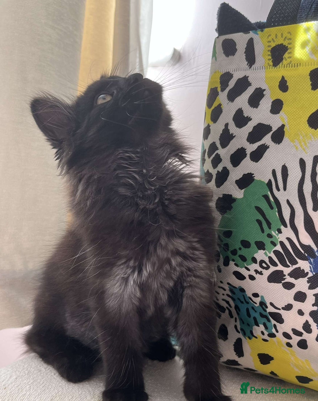 British Longhair cats for sale: British long hair kittens  - Image 2
